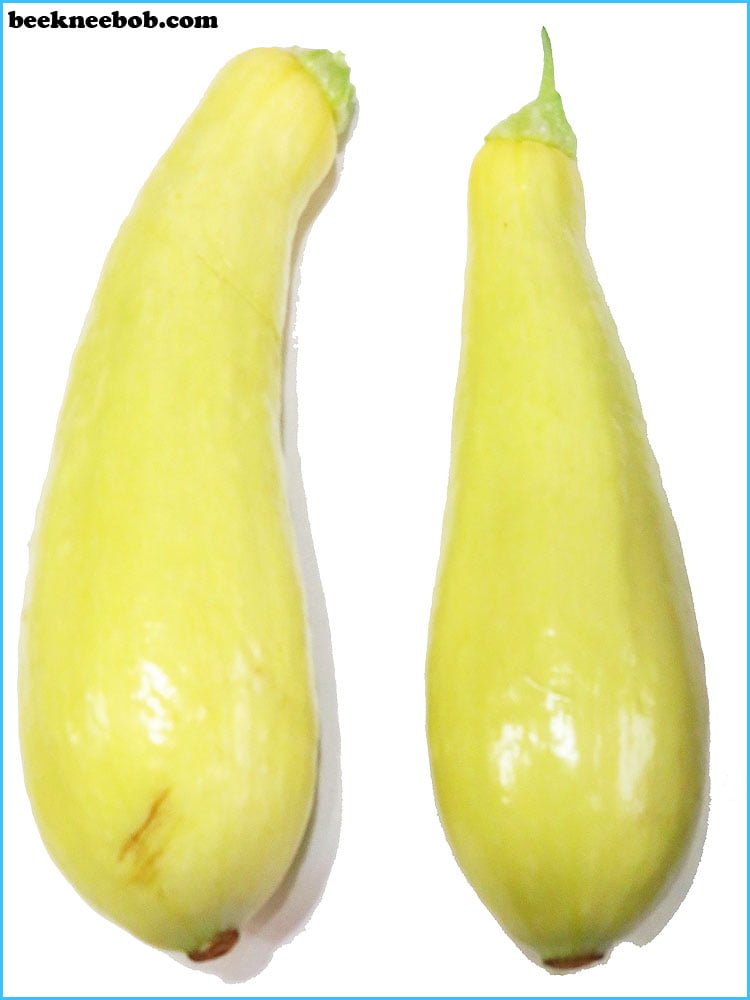 two yellow summer squash