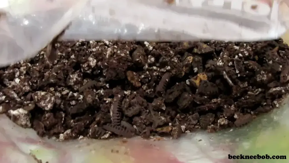 crushed oreo cookies in a ziploc bag